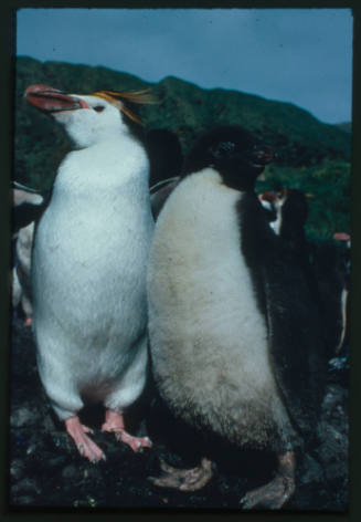 Royal penguin and another penguin