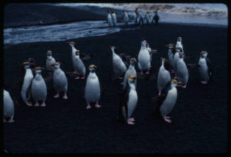A waddle of royal penguins