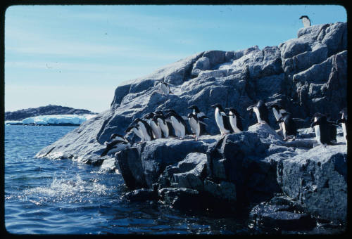 Waddle of Adelie penguins jumping into water