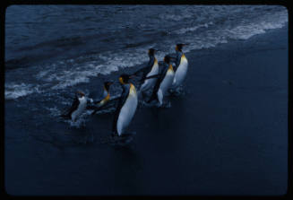 King penguins and a macaroni penguin at edge of water