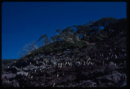 Erect crested or macaroni penguins