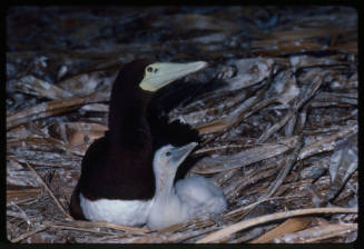 Bird and chick on surface covered with bark