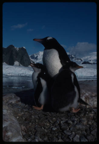 Gentoo penguin and two chicks