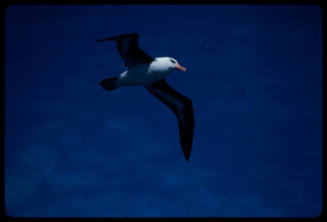 Black browed albatross in flight