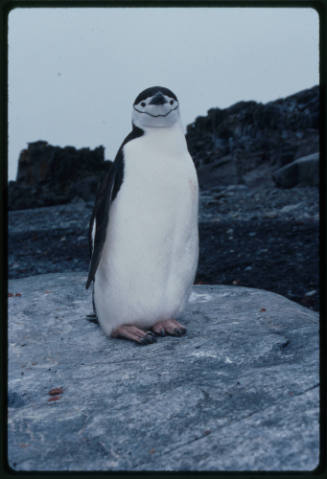 Chinstrap penguin looking at the camera