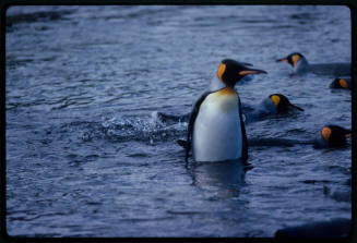 Five king penguins in the water