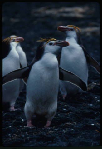 Four royal penguins