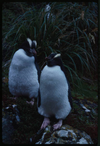 Two erect crested penguins