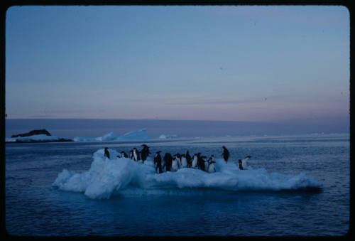 Colony of penguins possibly Adelie on ice