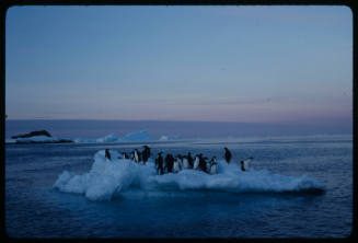 Colony of penguins possibly Adelie on ice