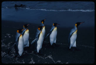 Six king penguins at beach