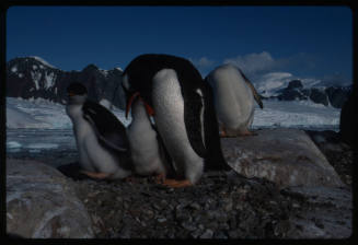 Gentoo penguin feeding chick