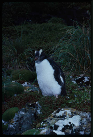 Erect crested penguin