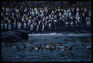 Colony of king penguins