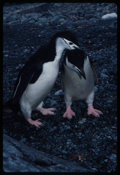 Two chinstrap penguins