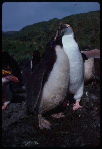 Royal penguin and another penguin fighting