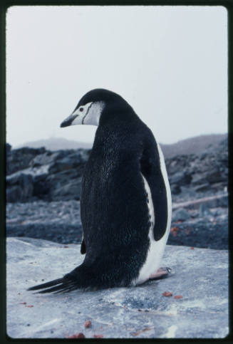 A chinstrap penguin