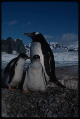 Gentoo penguin and two chicks