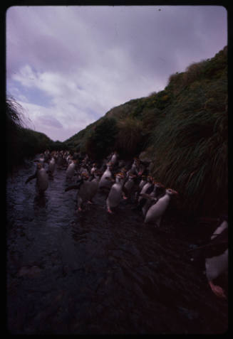 Waddle of royal penguins