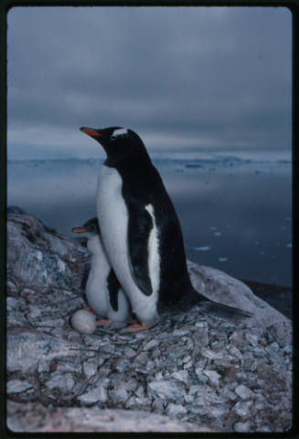 Gentoo penguin with a chick and an egg