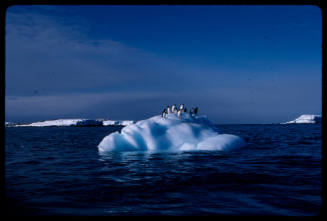 Penguins on a piece of ice