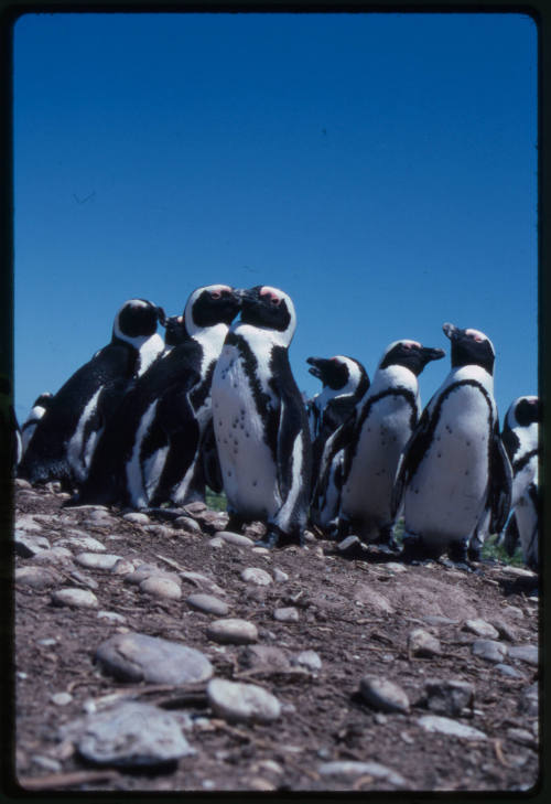 Colony of penguins