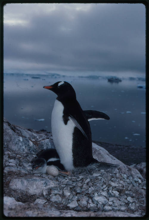 Gentoo penguin a chick and an egg