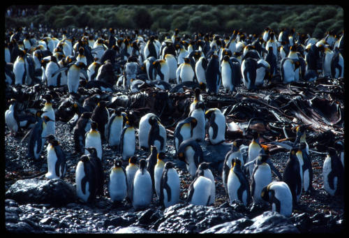 Colony of king penguins