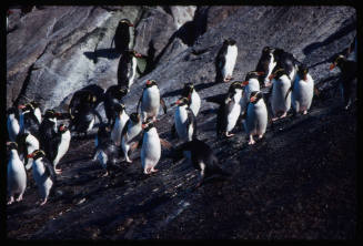 Snares penguins on a sloped rock surface