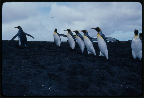 Eight king penguins with flippers spread out