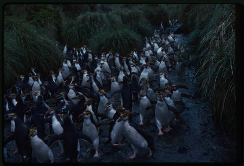 Waddle of royal penguins