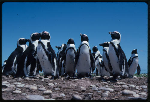 A colony penguins