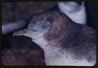 Juvenile fairy penguin