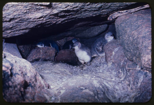 Juvenile fairy penguins in a rocky burrow