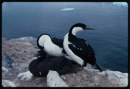 Three birds near edge of rock surface