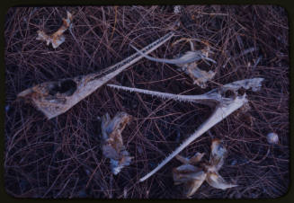 Bones including two skulls of birds