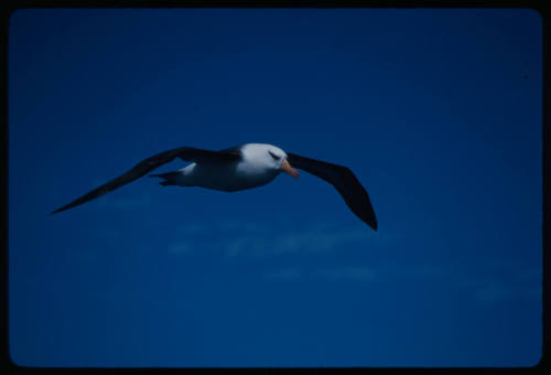 Black browed albatross in flight