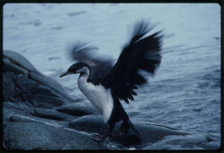 Black and white bird flapping its wings