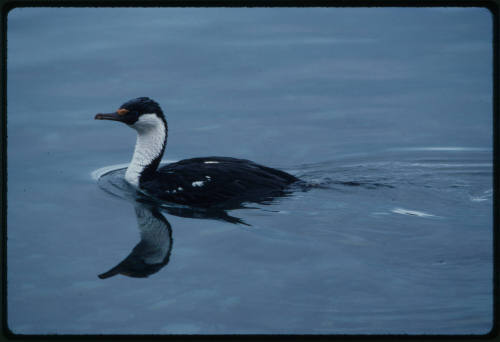 Blue eyed shag swimming across the surface of water