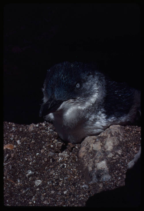 A fairy penguin chick