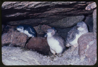 Juvenile fairy penguins