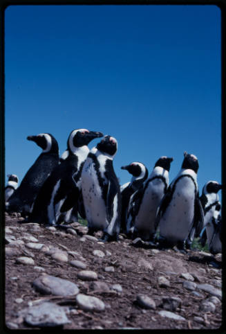 A colony of penguins