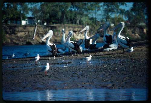 Pelicans and seagulls