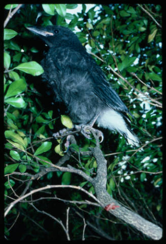 Black bird on a tree branch