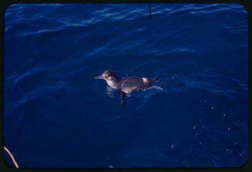 Fairy penguin in the water