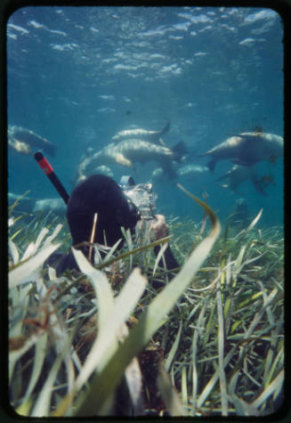 Ron Taylor filming sea lions underwater