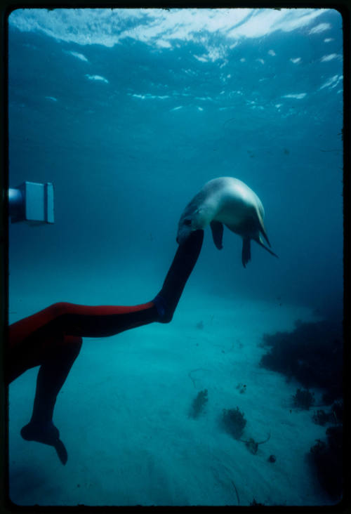 Sea lion biting the fin of a diver