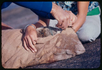 Sea lion with brown cloth sack over its head to help remove fishing line from limb