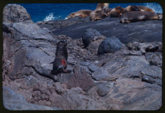 Sea lion pup on a rocky surface