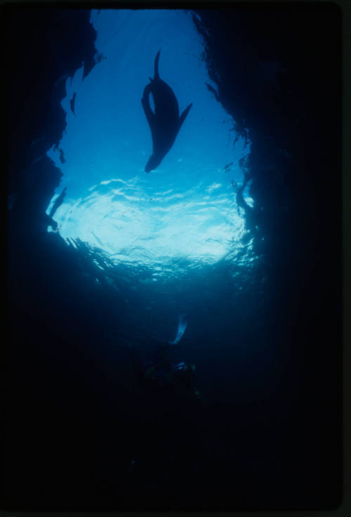 Sea lion and a diver underwater